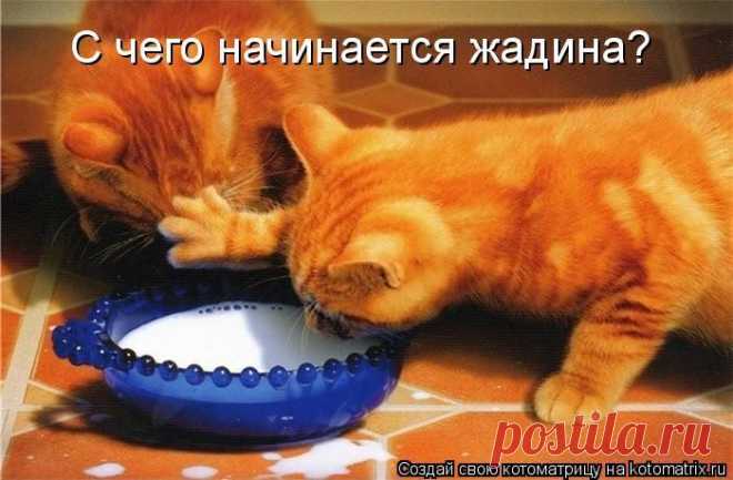 "Жадина"- начало (котоматрица) | Обхохочешься