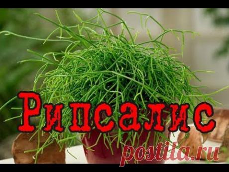 РИПСАЛИС – лесной АМПЕЛЬНЫЙ кактус. Уход и разведение в домашних условиях