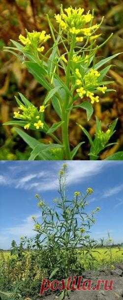 Желтушник: применение, свойства, противопоказания, рецепты