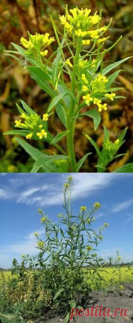 Желтушник: применение, свойства, противопоказания, рецепты