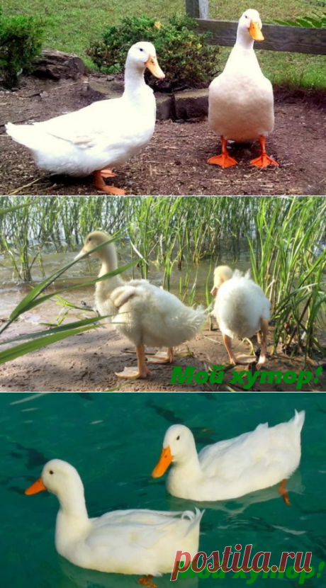Утка домашняя. &amp;#8212; Мой хутор!