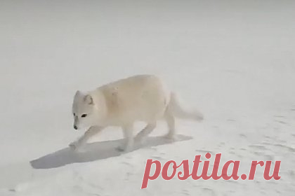 Два северных хищника вышли к людям и попали на видео. В России два прогуливавшихся по территории промышленного объекта песца попали на видео. На кадрах видно песца, находящегося на расстоянии нескольких метров от снявшего видео мужчины. Заснеженный участок перед промышленным объектом освещают прожекторы. Позади видны сооружения, огражденные забором с колючей проволокой.