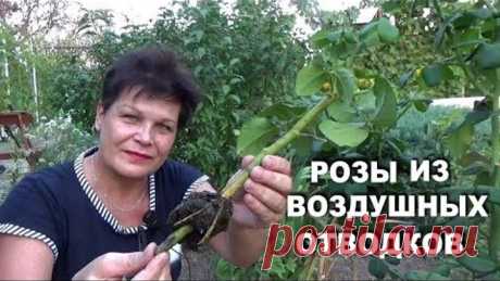 Черенкование роз воздушными отводками в июне Показываю результат окоренения