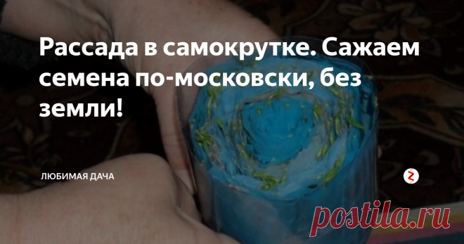 Рассада в самокрутке. Сажаем семена по-московски, без земли! Данный метод порадует всех садоводов, ведь он до беспредельности прост и удобен. Всех выгод не счесть, но меня особенно радует, что при культивировании в самокрутках, сеянцы защищены от черной ножки, занимают мало места, больше прорастают. Сажать в бумагу можно практически любые культуры. Исключением выступают перцы и томаты, ведь при их проращивании важно получить максимально приземистые и крепки