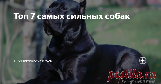 Топ 7 самых сильных собак Приветствую вас, друзья! Я владелец маленькой собачки породы пекинес – 20 см в холке, 45 см в длину. Обожаю его безмерно. Но, когда на прогулке встречаем серьезных собак, и я, и моя собака испытывает трепет перед силой и мощью этих животных. Кажется, что это будет надежный защитник, с которым ничего не страшно. Но в содержании и, особенно, воспитании с такими собаками больше проблем и неопытному в собаководстве человеку стоит хорошо подумать прежд...
