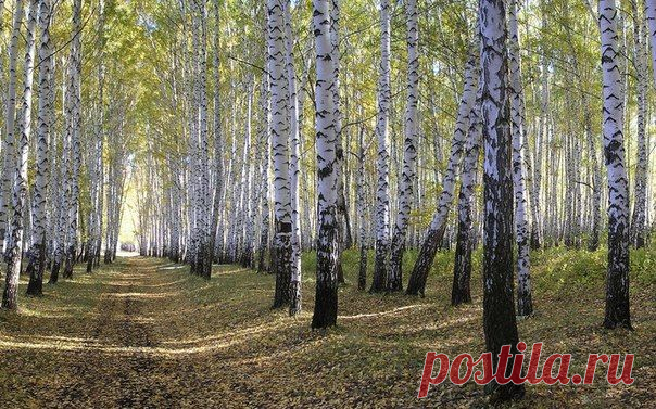 Бессмертный полк России