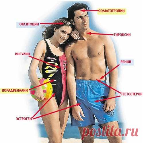 Где живут разные гормоны и зачем они нам нужны