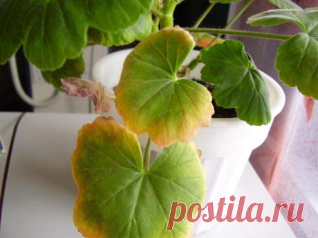 Что делать, если желтеют листья у герани, почему это происходит, другие болезни пеларгонии и как с ними бороться