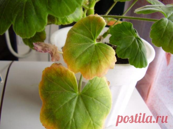 Что делать, если желтеют листья у герани, почему это происходит, другие болезни пеларгонии и как с ними бороться