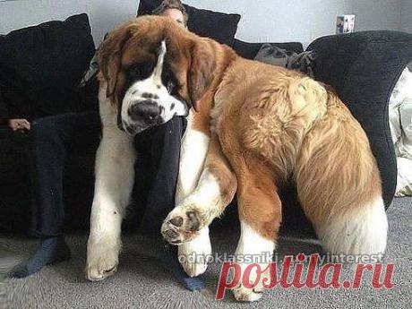Я знаю что большой! А на ручки хочется..