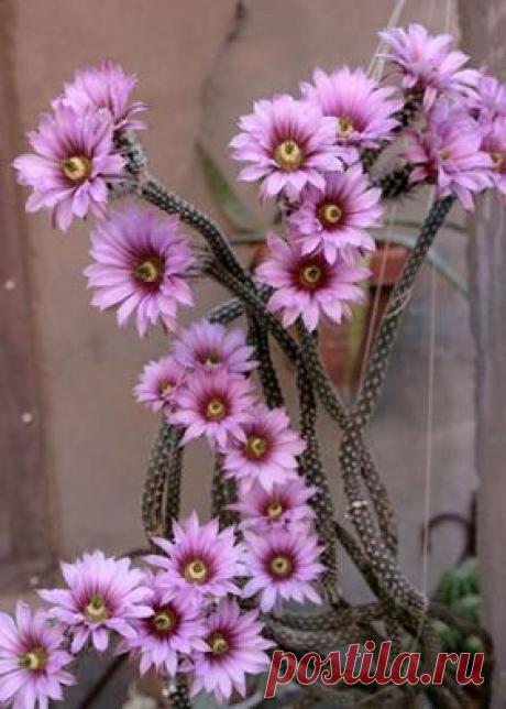 Éva Nagy-Kálózdi добавила новое фото — с... - Éva Nagy-Kálózdi | Facebook