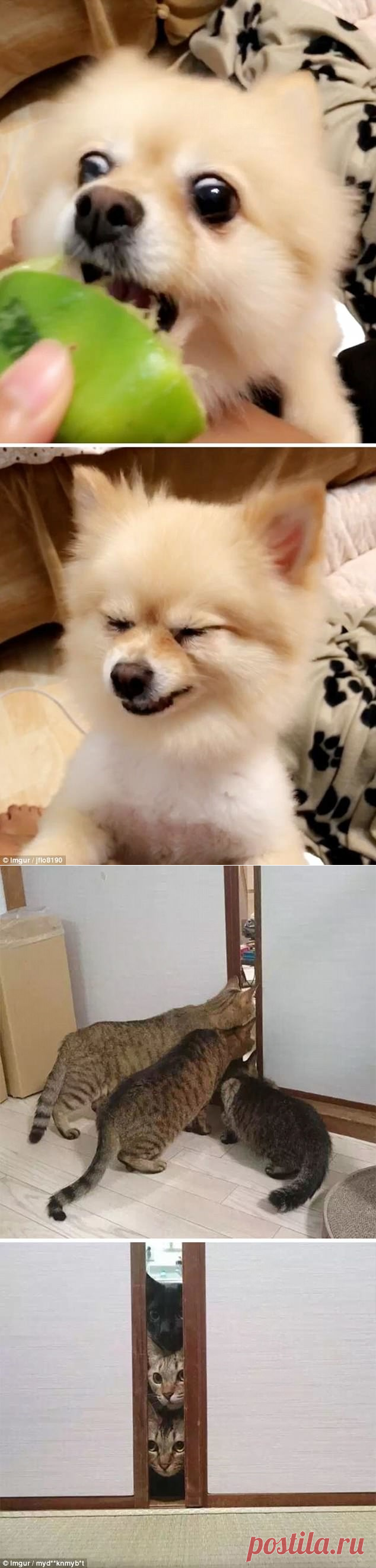 Животные удивляются