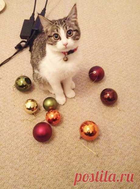 18 котов-воришек, вместе со своими сокровищами / Питомцы