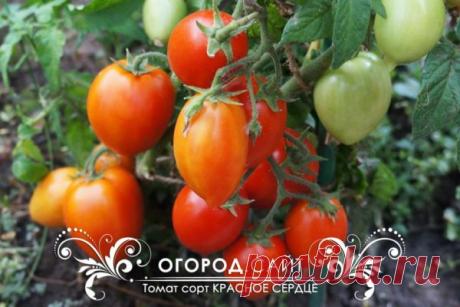 Томат Красное сердце (гном), семена | ОГОРОД.сайт