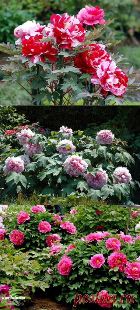 Древовидные пионы | Самоцветик