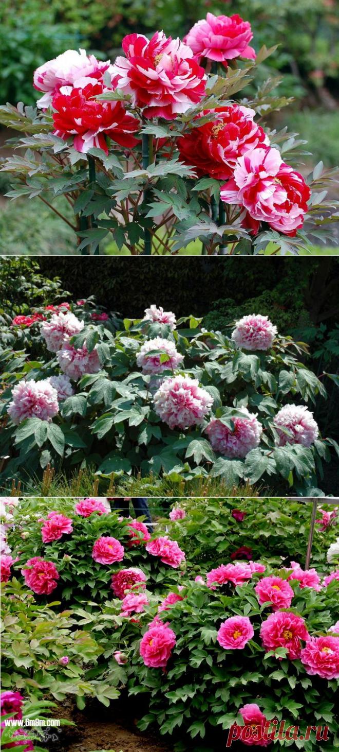 Древовидные пионы | Самоцветик