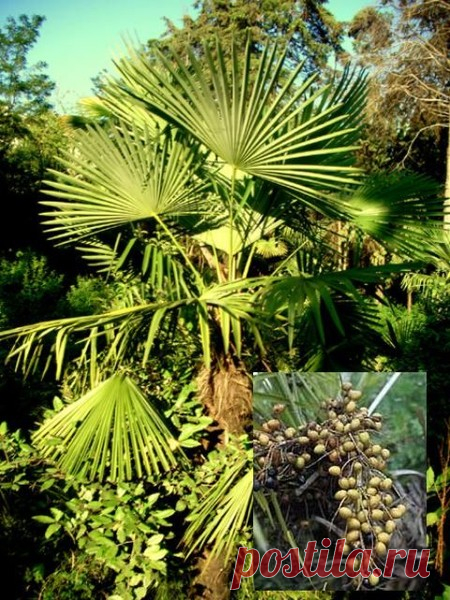 Эскулап: Со пальметто - противовоспалительное средство при увеличении предстательной железы