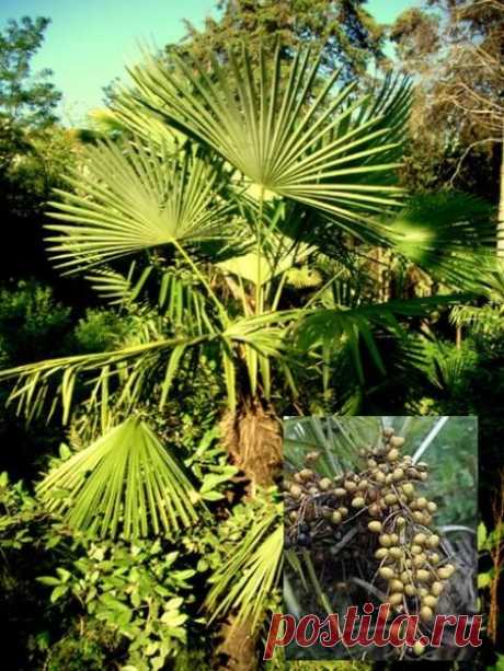 Эскулап: Со пальметто - противовоспалительное средство при увеличении предстательной железы