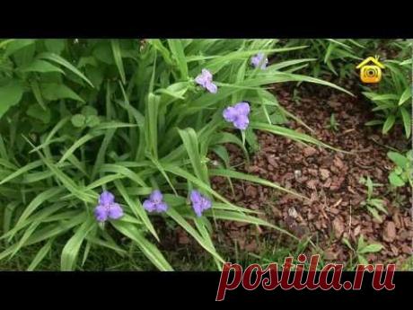 Создание паркового ландшафта на участке (ForumHouseTV)