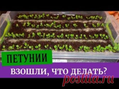 Уход за молодыми сеянцами петуний. Что важно знать при уходе за молодой рассадой петуний. Как не сделать ошибки при выращивании рассады Чем удобрять петунии,...