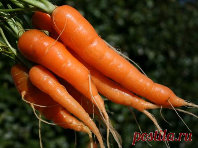 10 продуктов, выводящих никотин из организма