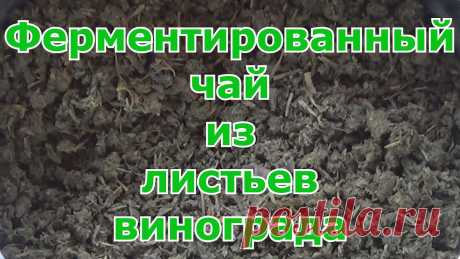 Ферментированный чай из листьев винограда. Это лучше, чем просто заваривать разные сушеные травки. Чтобы получить хороший чай, его надо ферментировать! Ферментированный чай — это лучше, чем просто заваривать травки. В процессе ферментации листочки раскрыва...