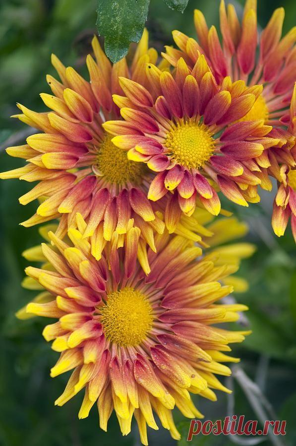 Dendranthema X Grandiflorum Print by Maria Mosolova