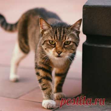 Колбасный вор - OGADANIE.RU