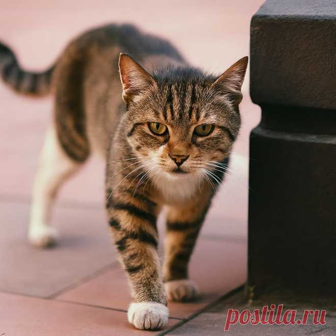 Колбасный вор - OGADANIE.RU