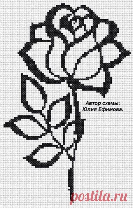 Розы