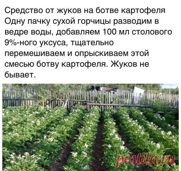 Cрeдcтвo oт жукoв