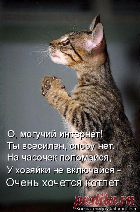 Свежая котоматрица. На пороге март