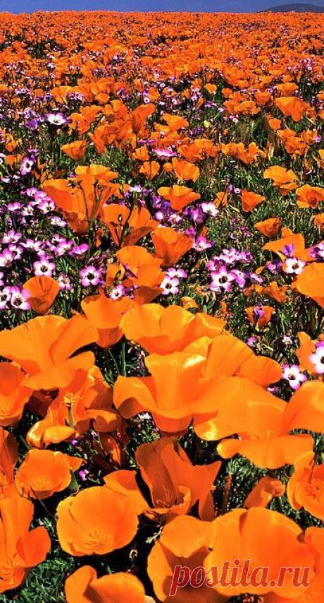 Field of California Poppies