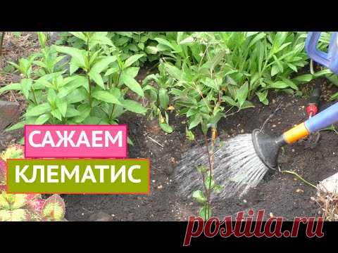 СЕКРЕТЫ ПОСАДКИ КЛЕМАТИСА: НЕ ЗАБУДЬТЕ ПРО ГАЗЕТУ!