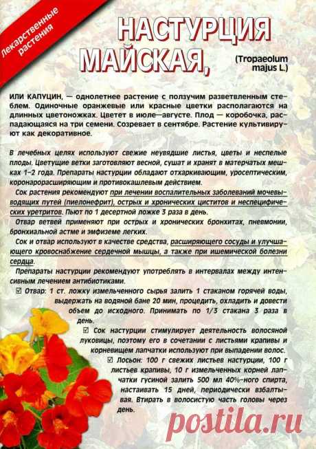 Настурция майская (капуцин)