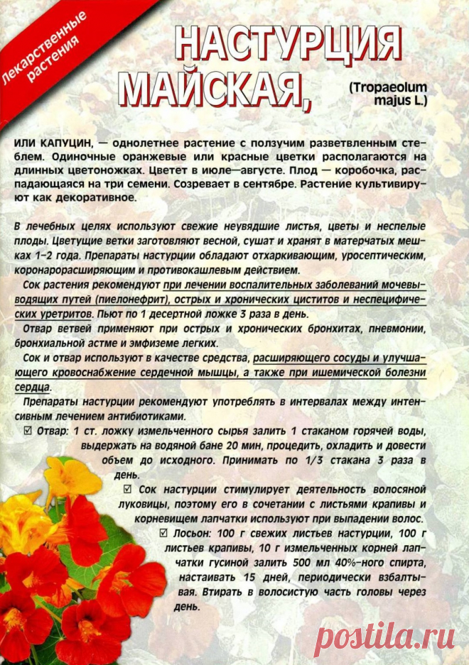 Настурция майская (капуцин)