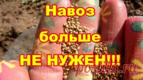 Многолетний сидерат,непревзойденный источник азота!