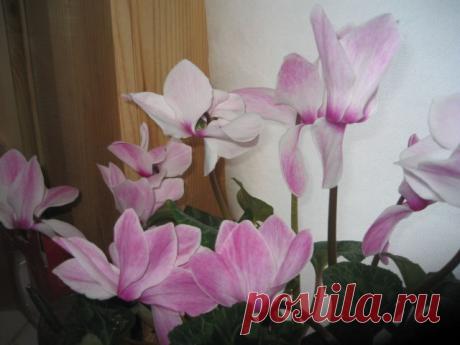 цикломен