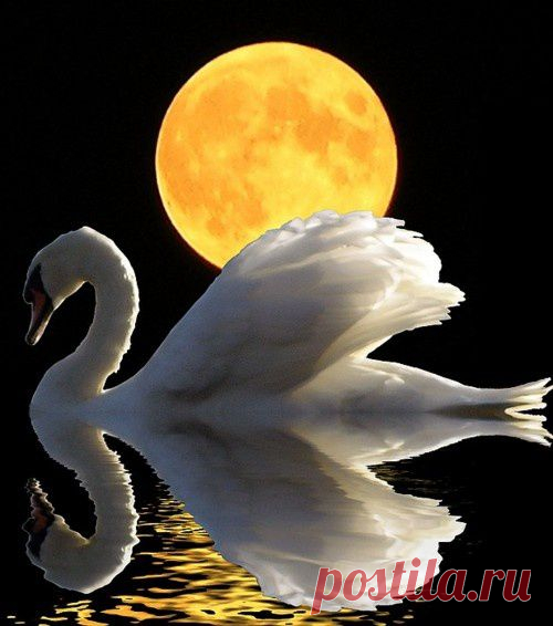 Moon | Carol Mullen приколол(а) это к доске birds