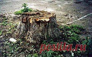 И выгорает даже пень | Друг пенсионера