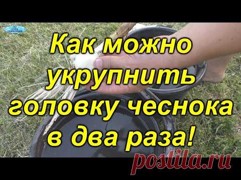 Чем подкормить чеснок за месяц до уборки. ОЧЕНЬ полезная подкормка чеснока!
