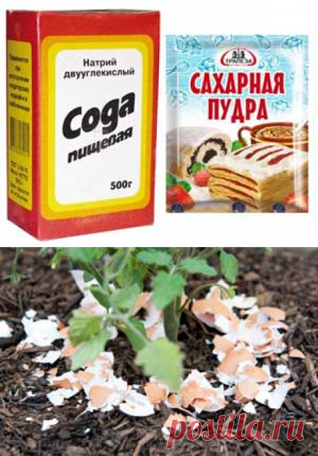 Советы дачникам