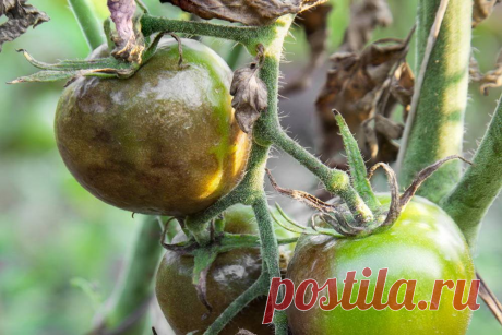 Как я успешно поборол Фитофтороз на Помидорах. Проверенные способы. По совету агронома и биолога-миколога | Сад, огород, наука и ... лень | Яндекс Дзен