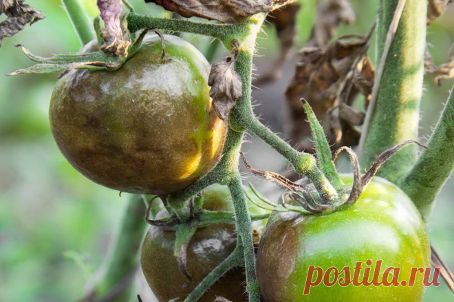 Как я успешно поборол Фитофтороз на Помидорах. Проверенные способы. По совету агронома и биолога-миколога | Сад, огород, наука и ... лень | Яндекс Дзен