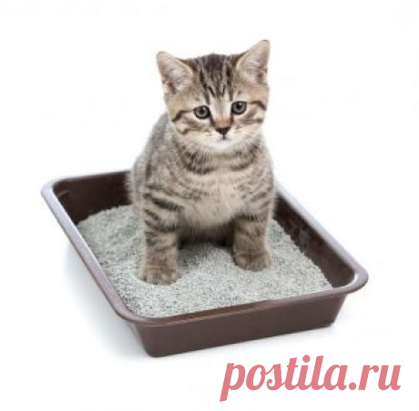 Котенок не ходит в туалет по-большому - что делать? Советы ветеринара. Слабительное для котят :: SYL.ru