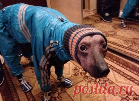 Максим Емельянов