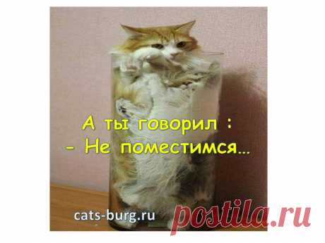 Смешные кошки