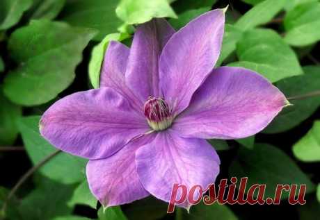 5 цветов, которые сеют в феврале | Дачная жизнь | Яндекс Дзен