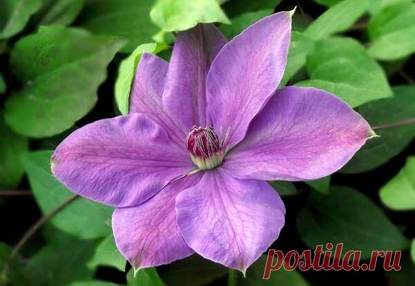 5 цветов, которые сеют в феврале | Дачная жизнь | Яндекс Дзен