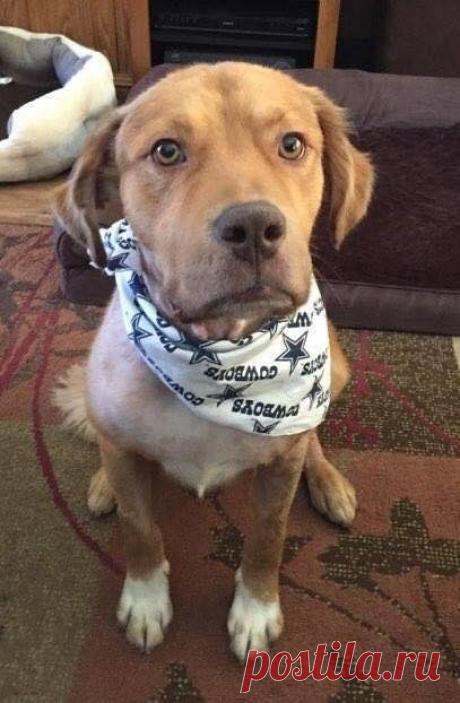 Загнанный под старый сарай дикими псами, золотистый ретривер думал, что это конец… Ведь люди его бросили, а собаки травили